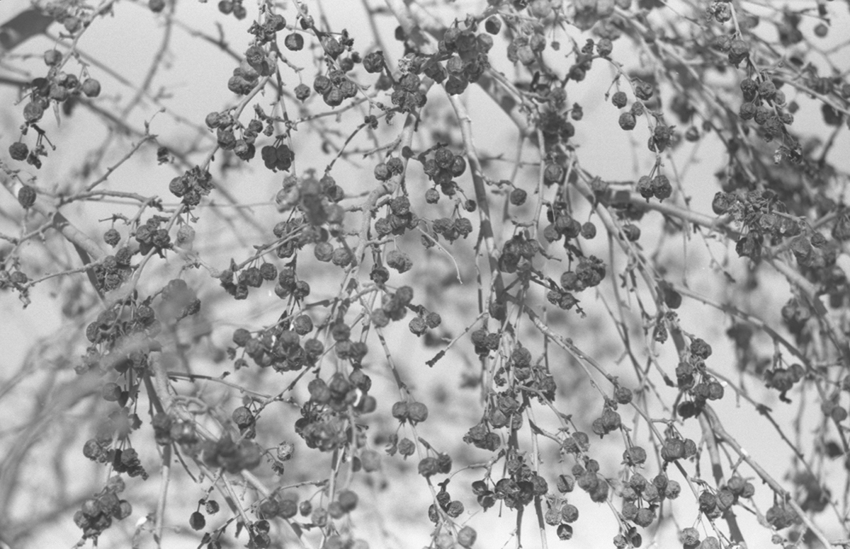 black and white forest winter snow light branch nest Nature Urban