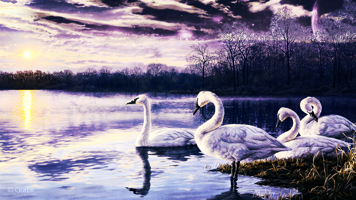 wallpaper HD 1920 x 1080 swan Space  purple