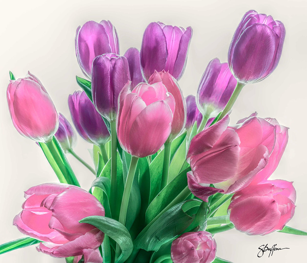 Tulips Highlighted on Behance