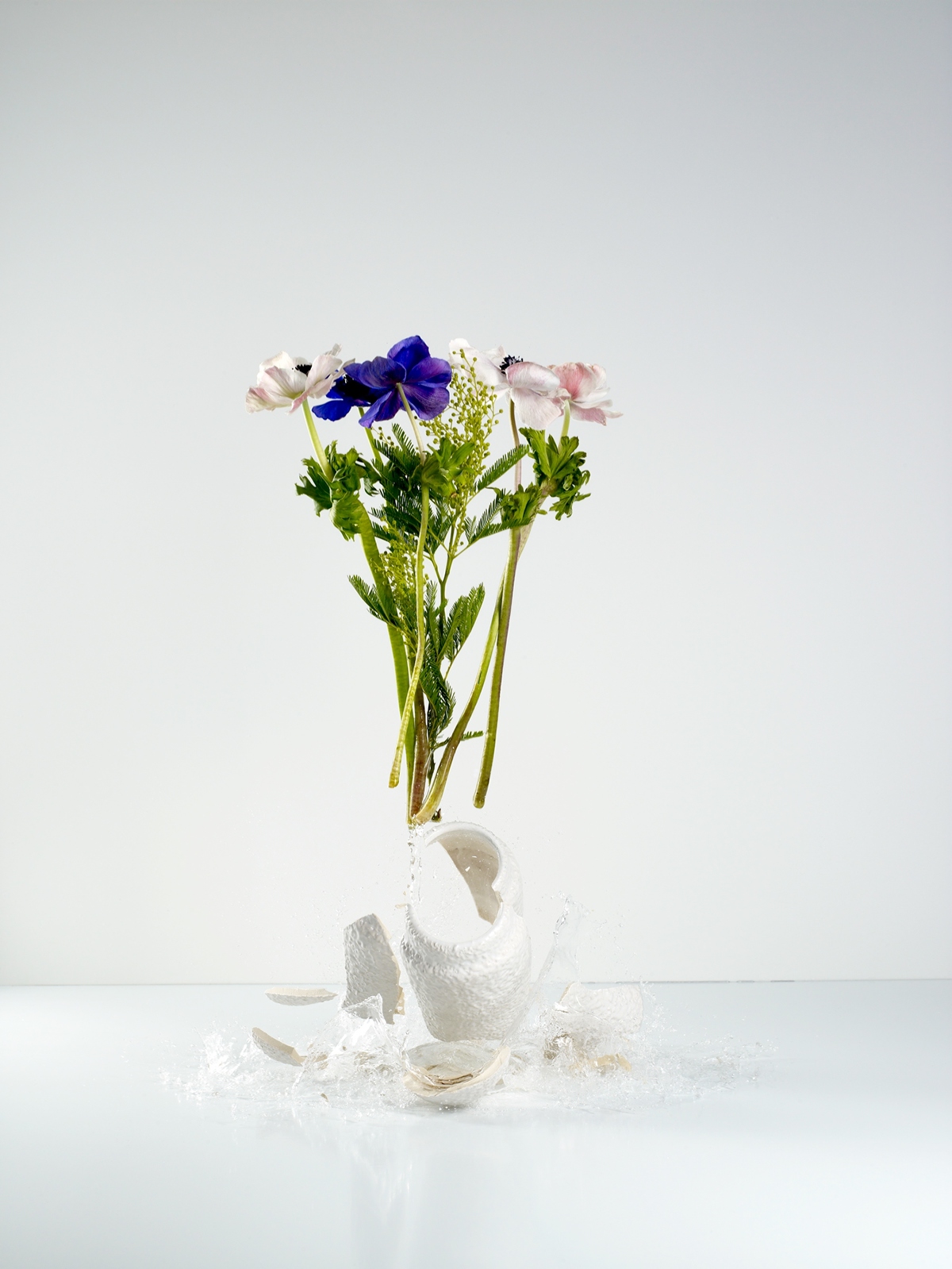 flower explosion High Speed FREEZE still life conceptual splash Dreyer