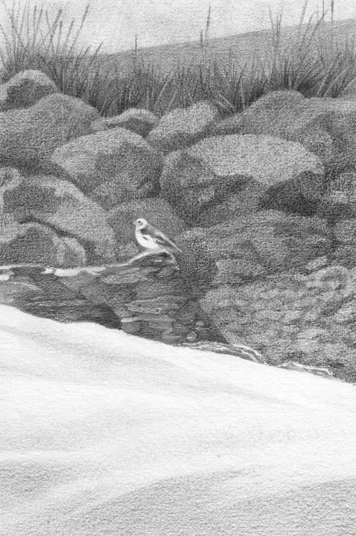 snow bunting perched on a rock surrounded by snow