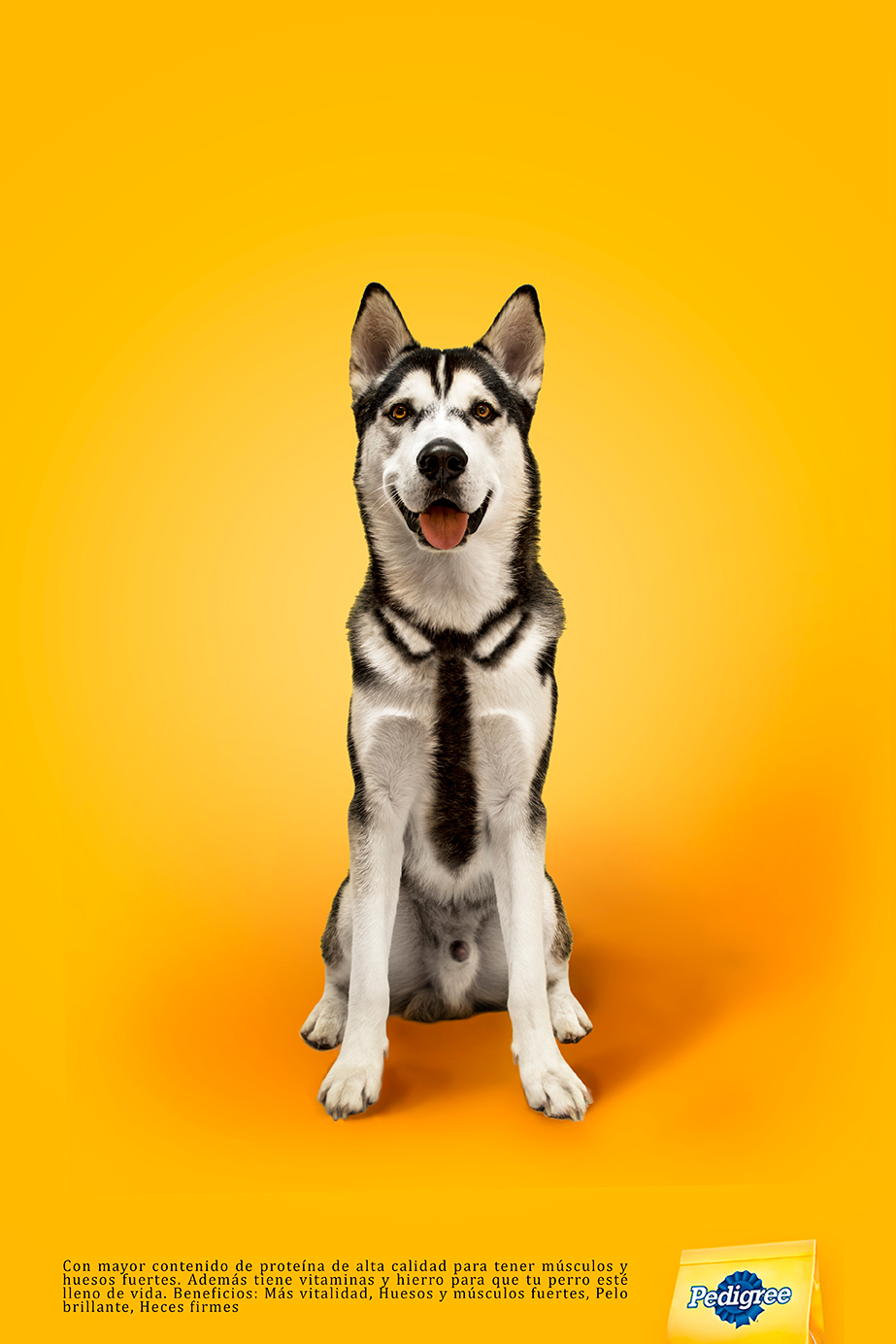 Fotografia publicidad Árbol genealógico perros