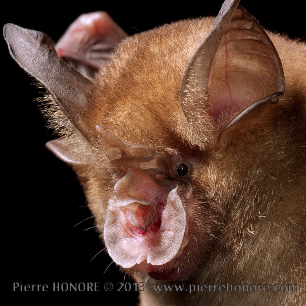 bat rainforest Ecology conservation Caterpillar insect plantes spider frog Nature reserve china xishuangbanna Yunnan