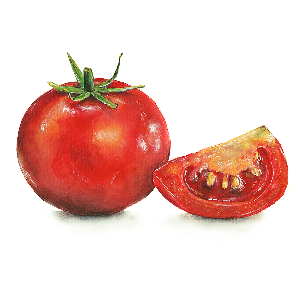 red tomato ILLUSTRATION  watercolor botanical illustration Vegitable watercolor illustration Drawing  art
