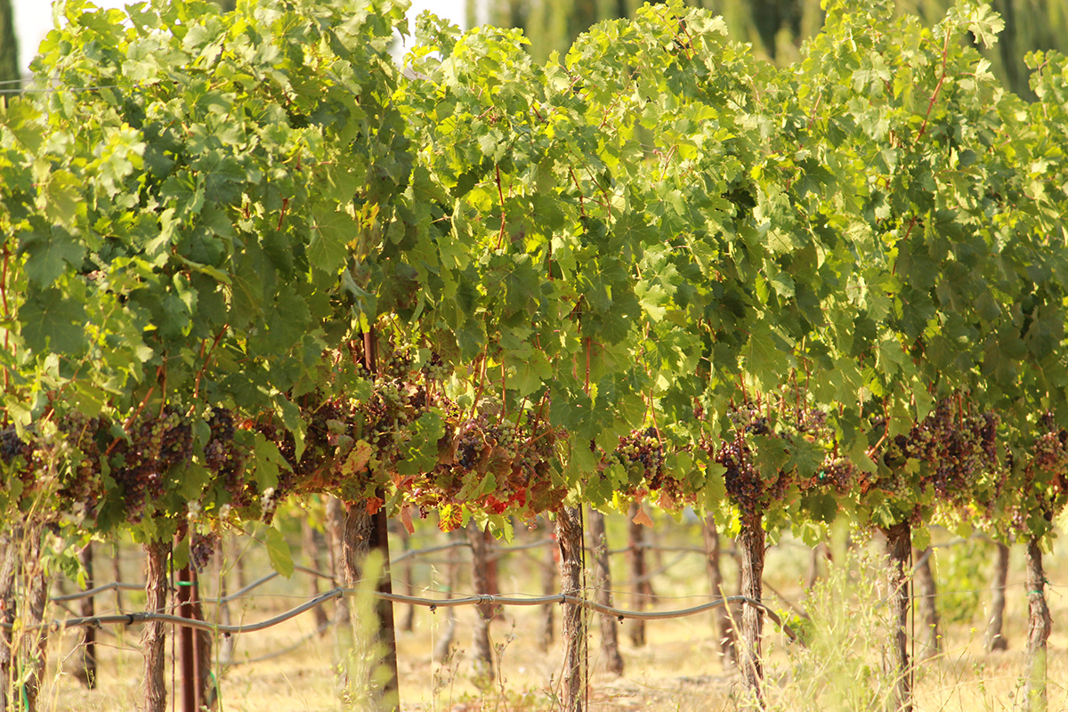 Nature pictures California Forest Preserve photos birds Ocean traveling Vineyards winery