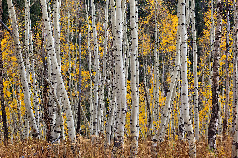 Colorado autumn Fall trees Nature landscapes aspens yellow snow