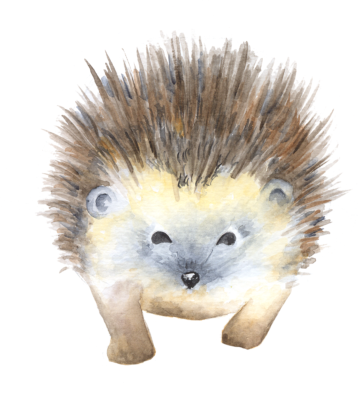 Hedgehog clipart Hedgehog art watercolor hedgehog watercolor art