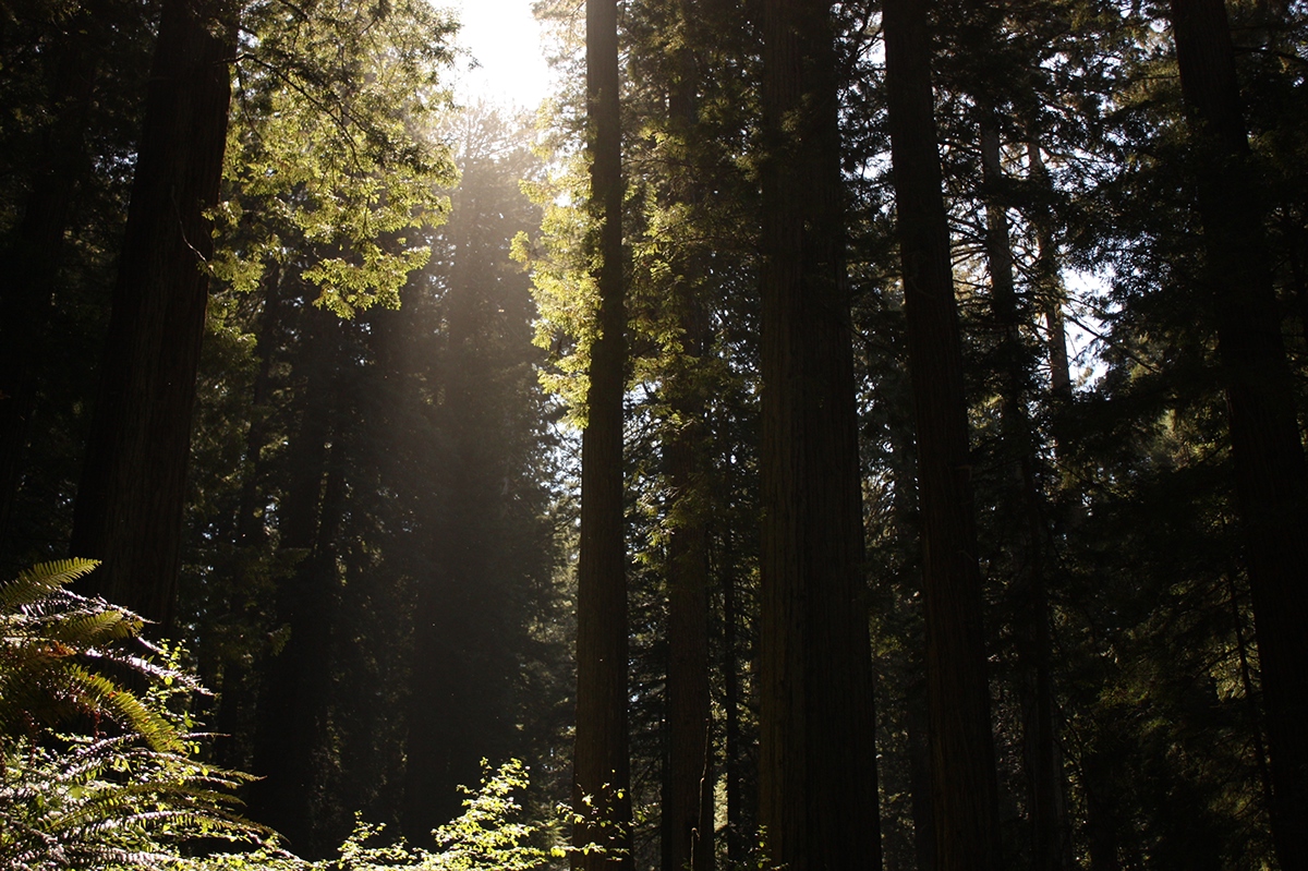 forest  Oregon  Washington  california Shades green Nature landscapes