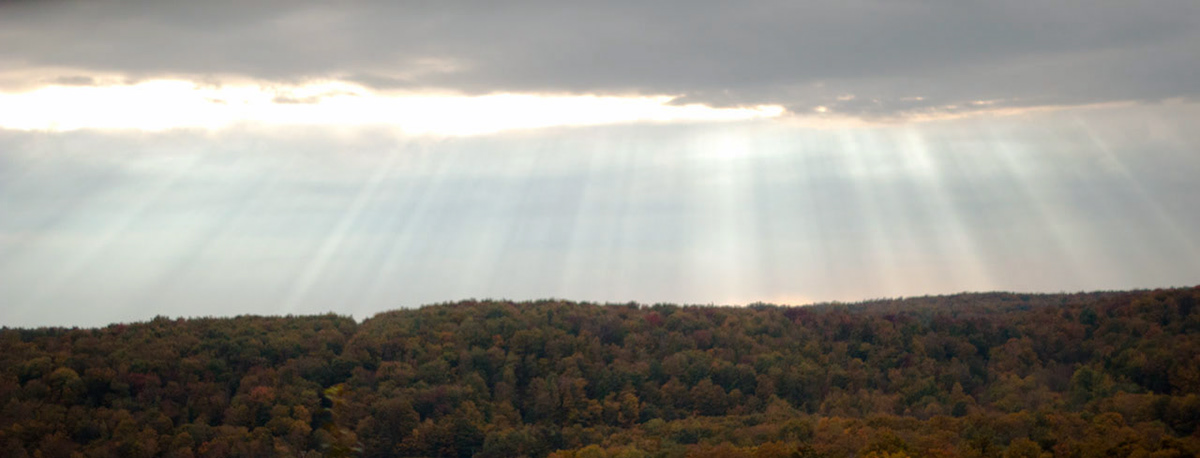 Nature wildlife Forests sunsets birds animals outdoors