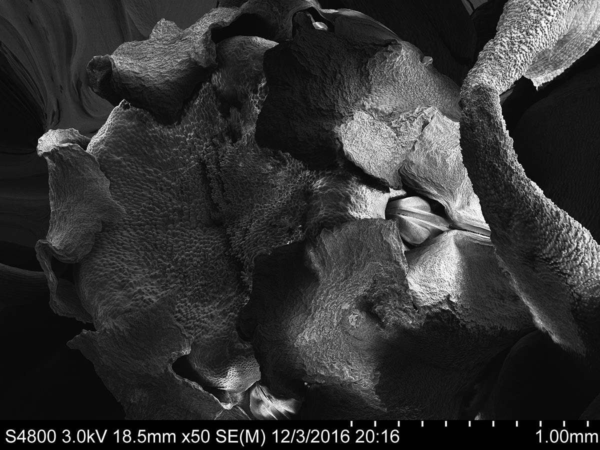Electron Microscopy scanning electron microscopy microscope flower biology microscopy beauty of nature bizzare DISTORTED hallucinogens