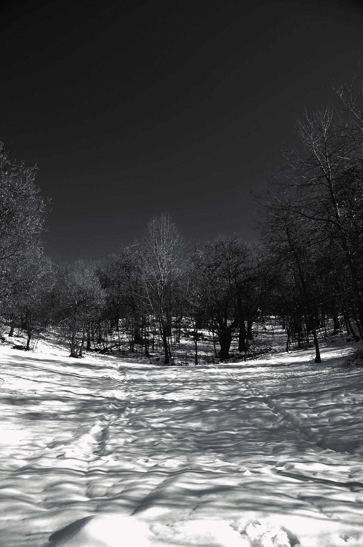 snow cold silence sofia hassan mountain Italy SKY Landscape monochrome bn black and white Travel Tree  winter