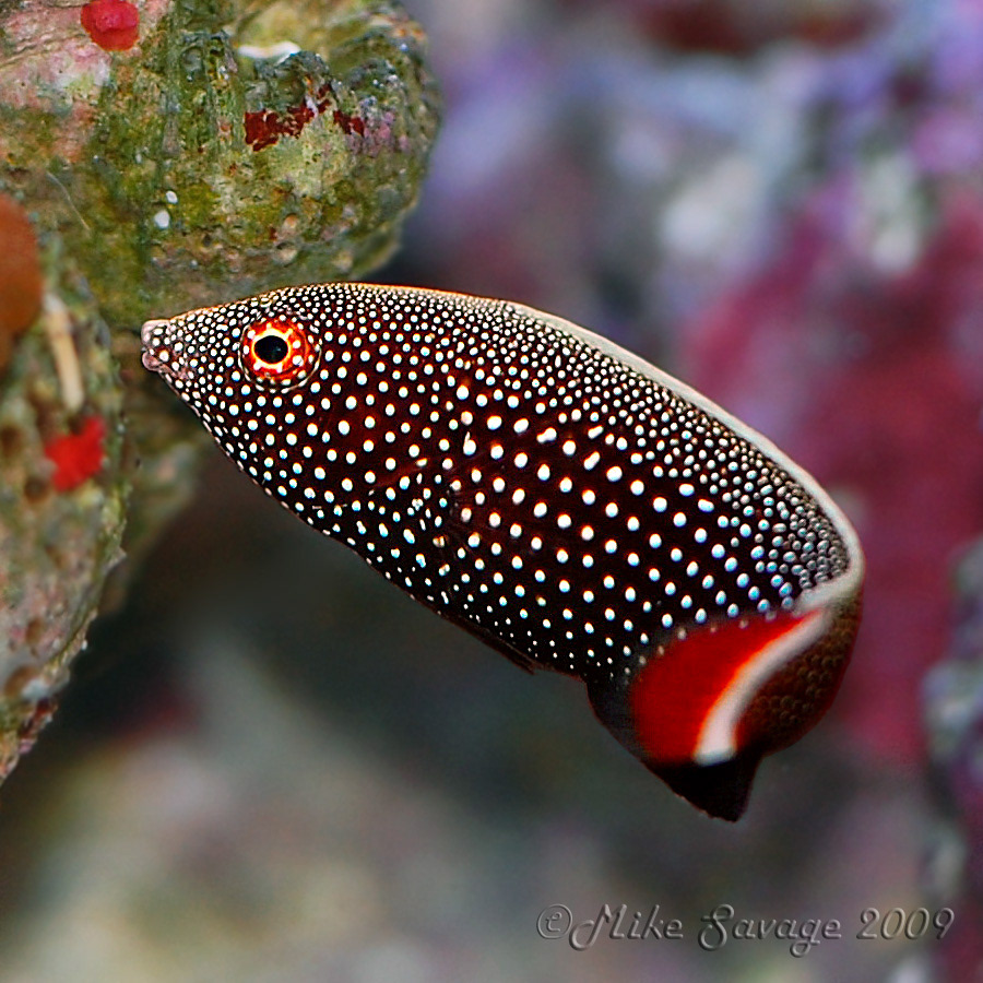 NikonCafe marine fish invertebrate reef
