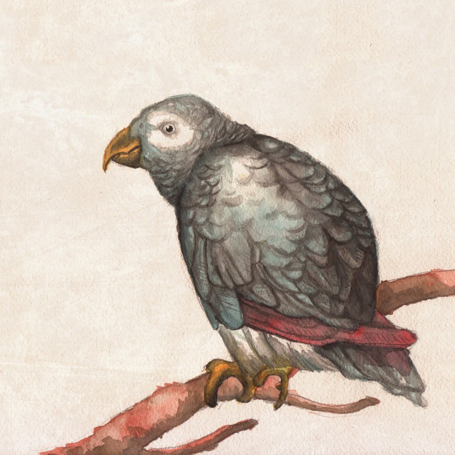 watercolor paint bird parrot