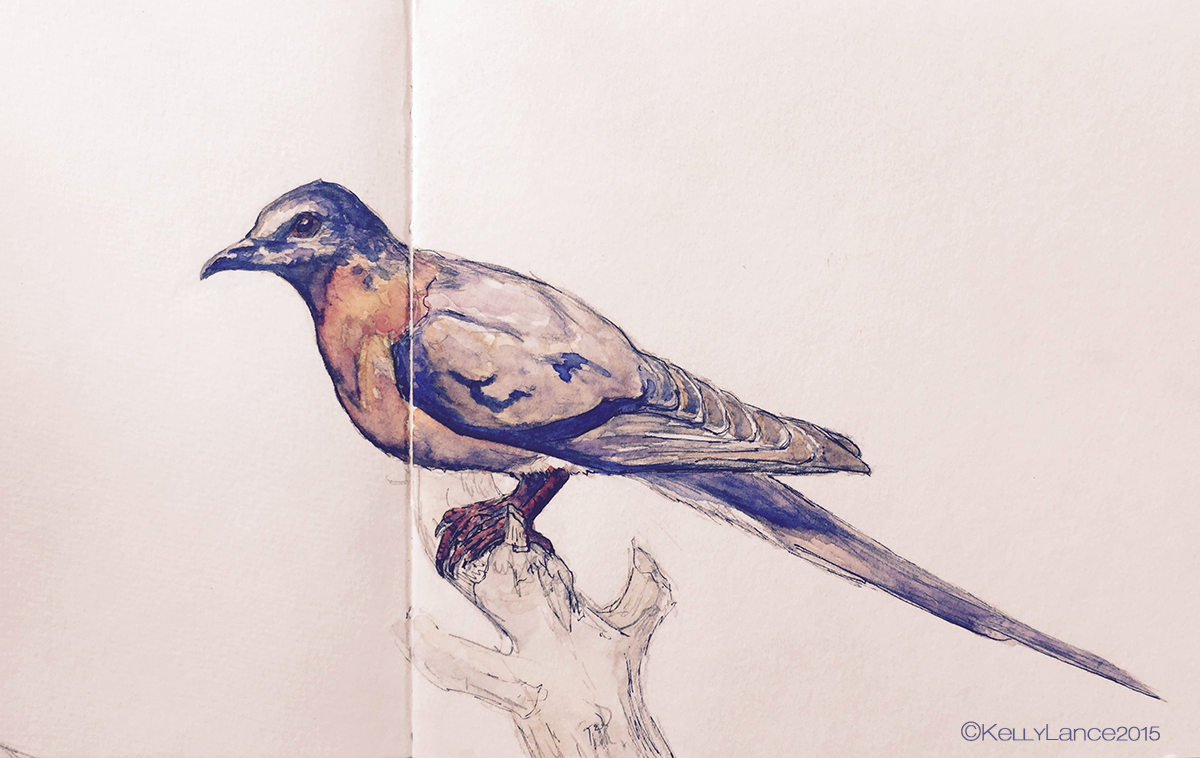 passenger pigeon extinct birds Nature watercolor sketch DMNS