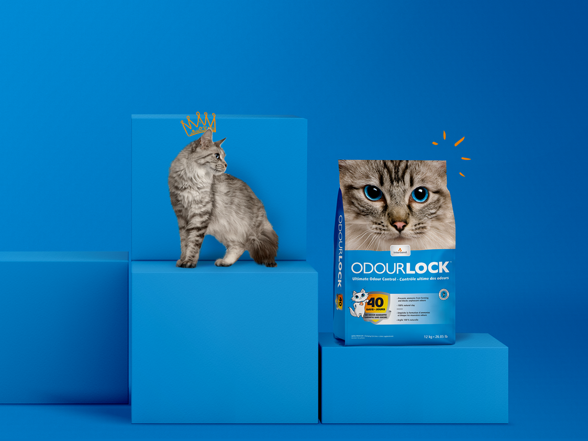 Packaging bag Cat animal Litter blue Drawing  cartoon