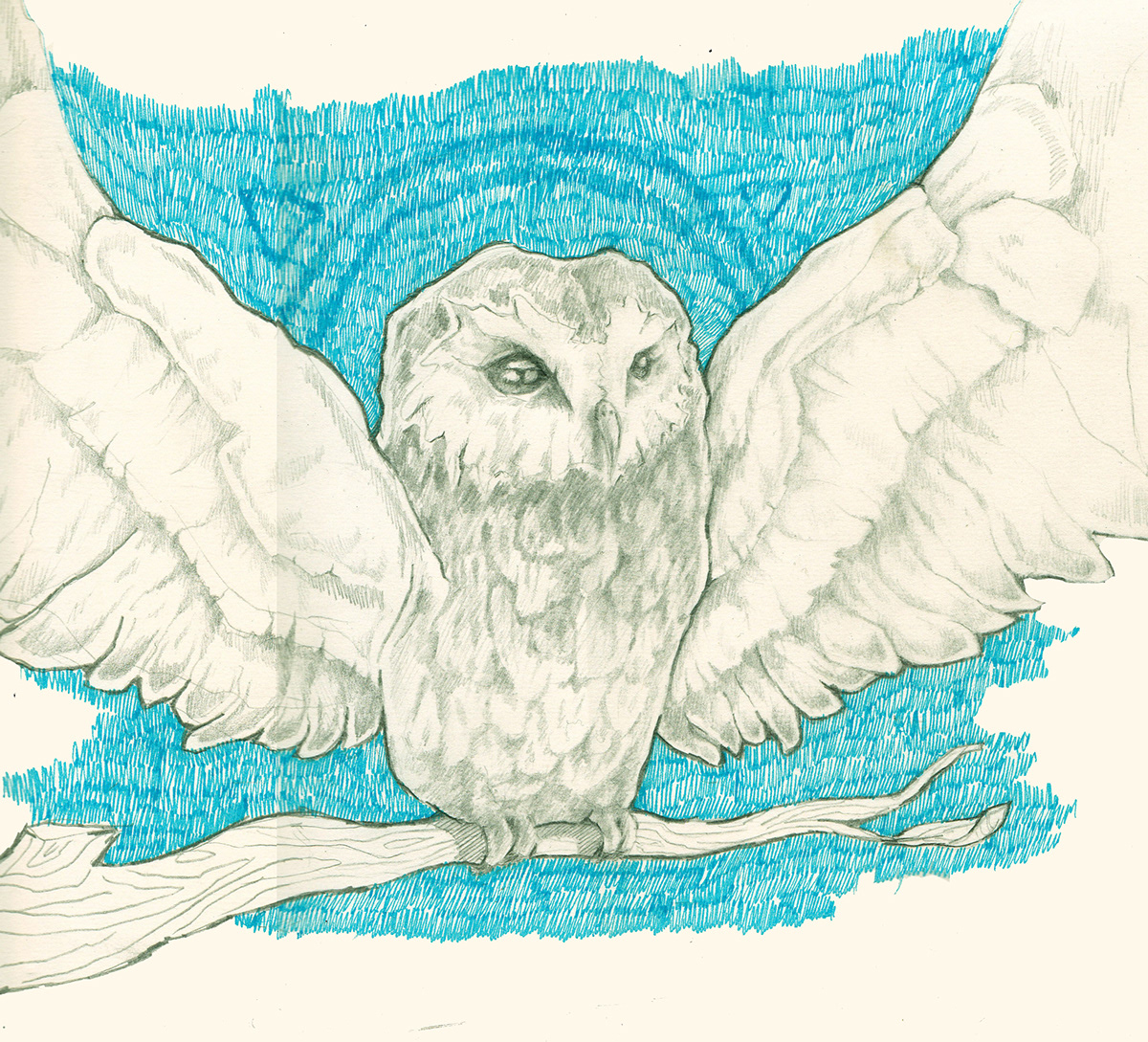 owl blue wings Nature animal