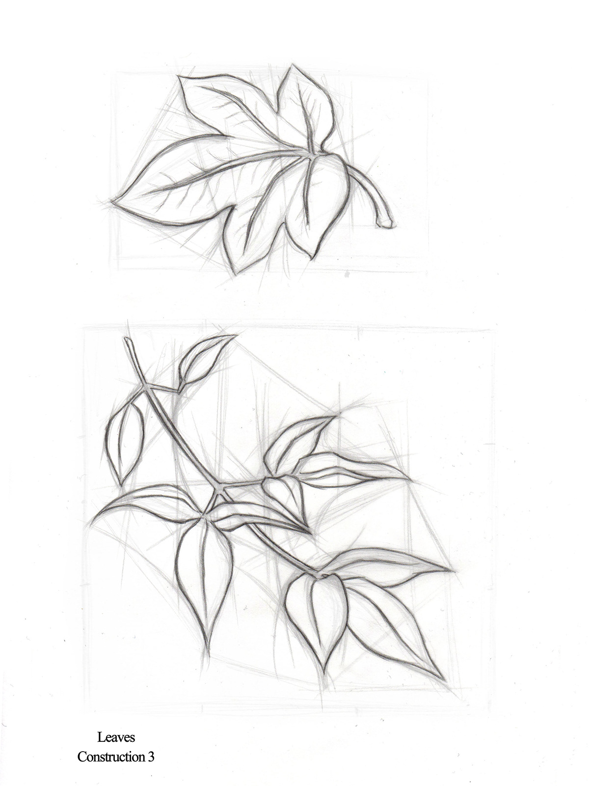 botanical illustration SCAD scientific illustration