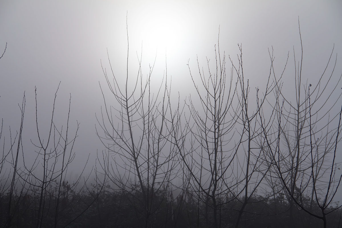 morning mist fog Tree  lake horse Obscurity Sunrise Landscape Nature minimal