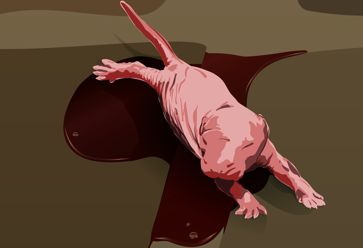 Adobe Portfolio vector vectors adobe Illustrator fantasy ghost horror nightmare gore blood rat wererat lycanthropy Character portrait