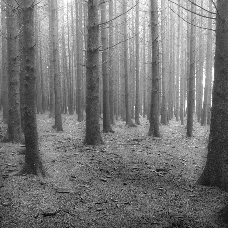 forest black and white woods Nature trees Landscape