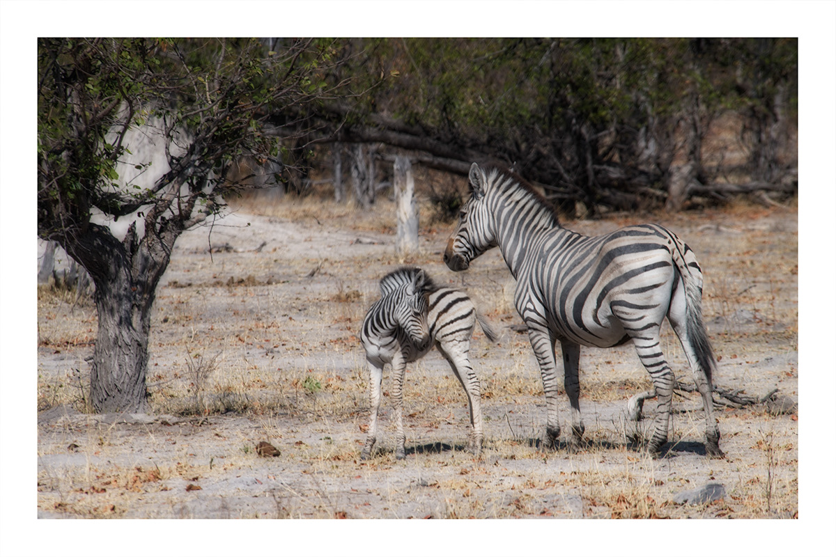 africa Botswana Travel Nature animals zebra mongoose lizard warthog safari
