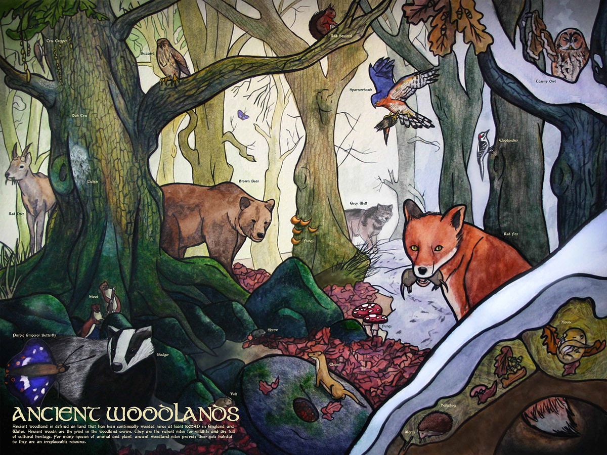 information Ancient woodlands animals plants trees habitat Teeming life environment Europe FOX badger wolf watercolour