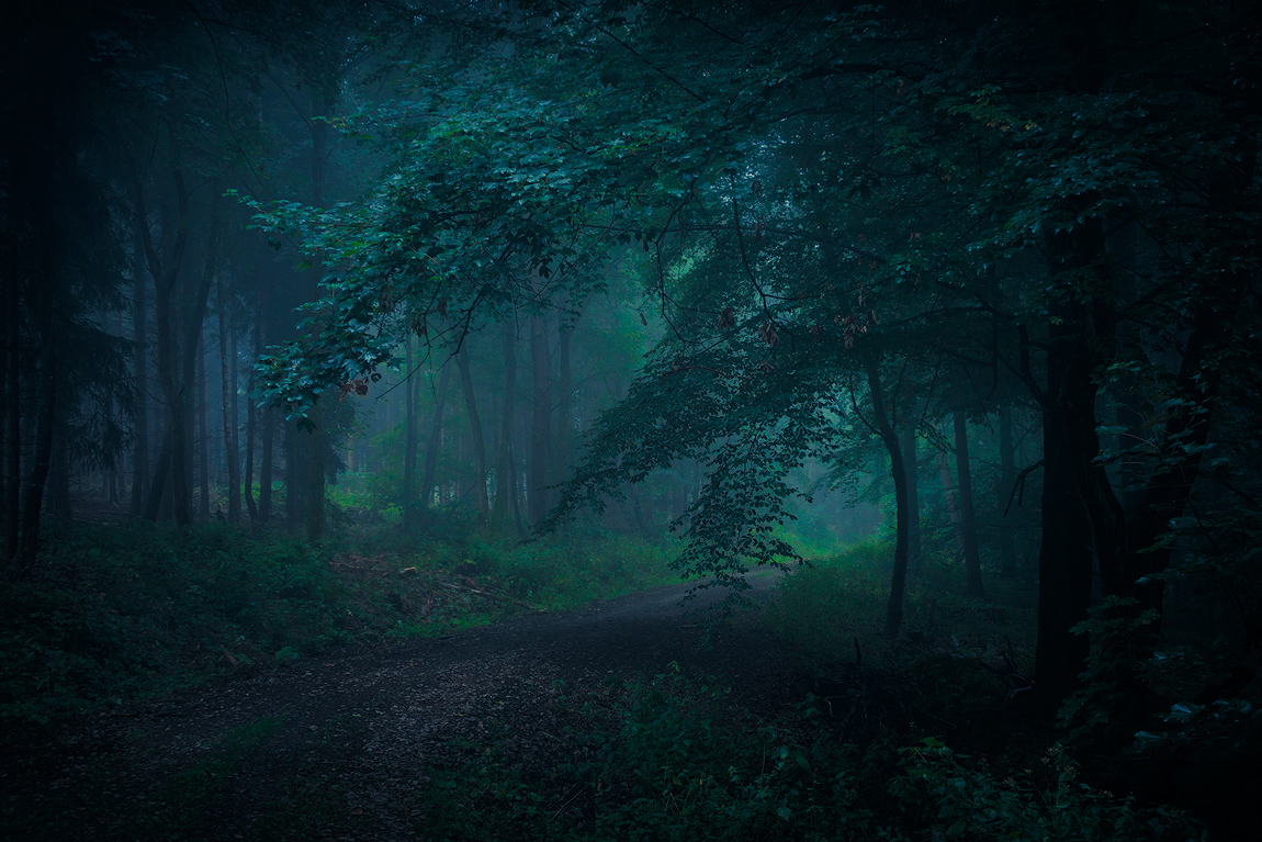 dark wood forest misty fog paths trees Beech Trees landscapes