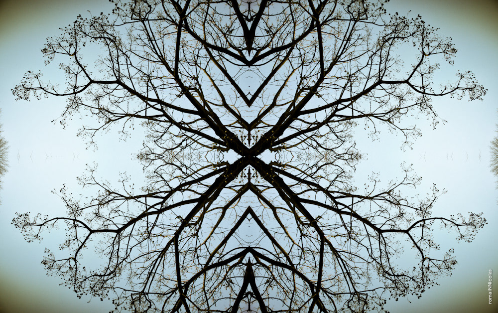 photo symetrie symetry arbres ciels trees SKY romain nicolas