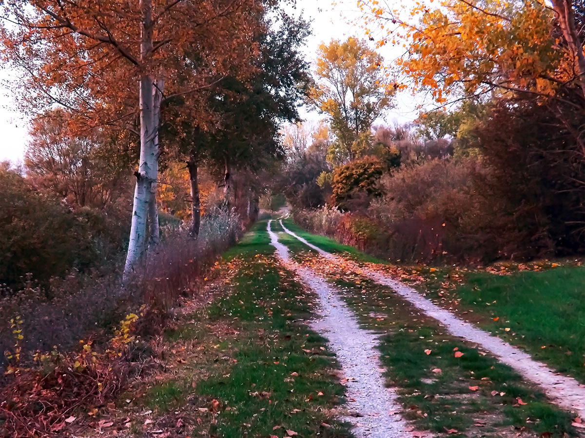 autunno natura foglie Alberi strada Fotografia paesaggio Colori autunno
