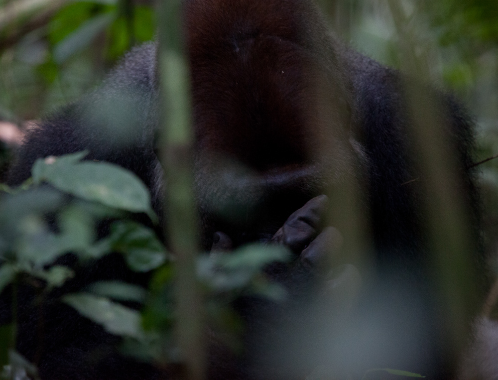 central african republic  gorilla western lowland gorilla forest elephant bangui BAYANGA dzanga sangha agile mangabey Ba'Aka pygmy africa james hopkirk Travel gorilla