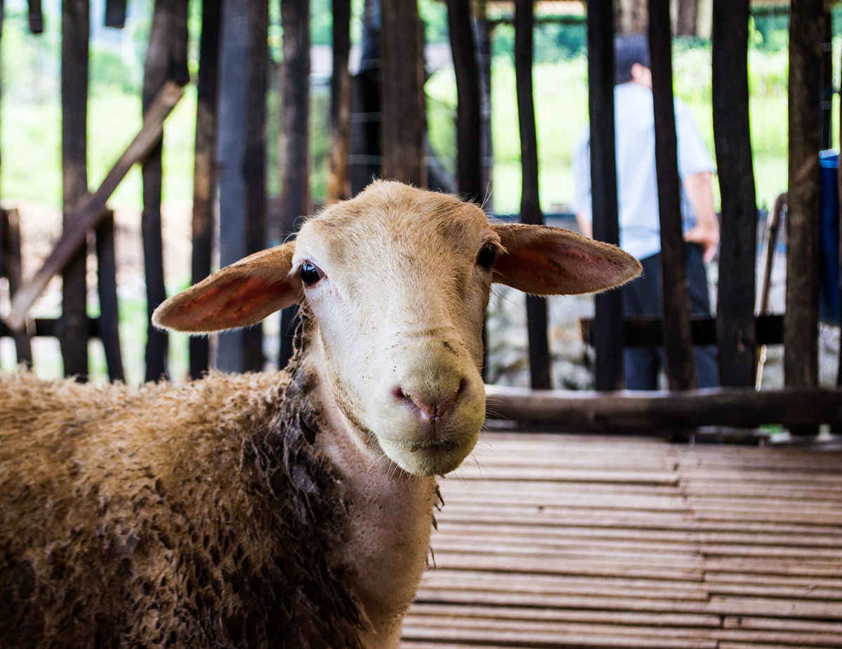 fazenda farm animals animais Gado catle bois Vacas cow ovelha cabra bargieri