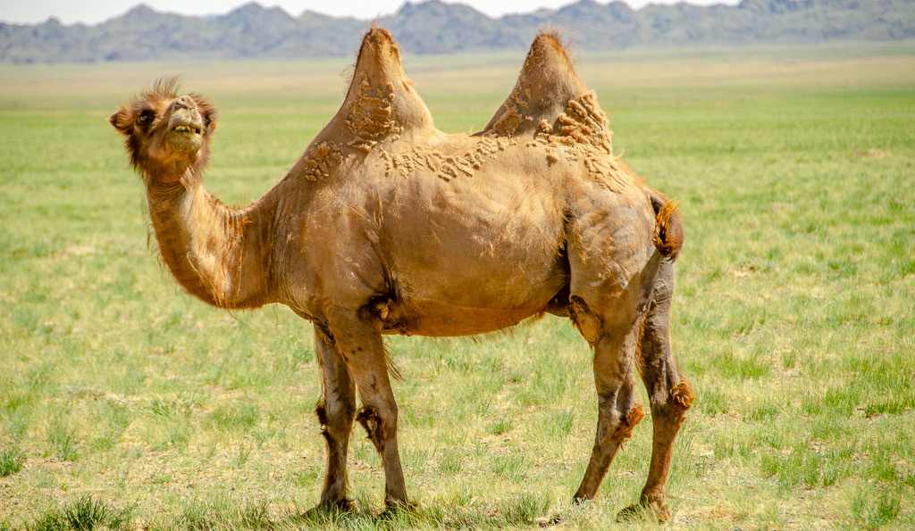 Adobe Portfolio bactrian camel