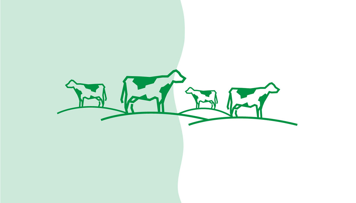 Dairy organic green cow farm Food  milk