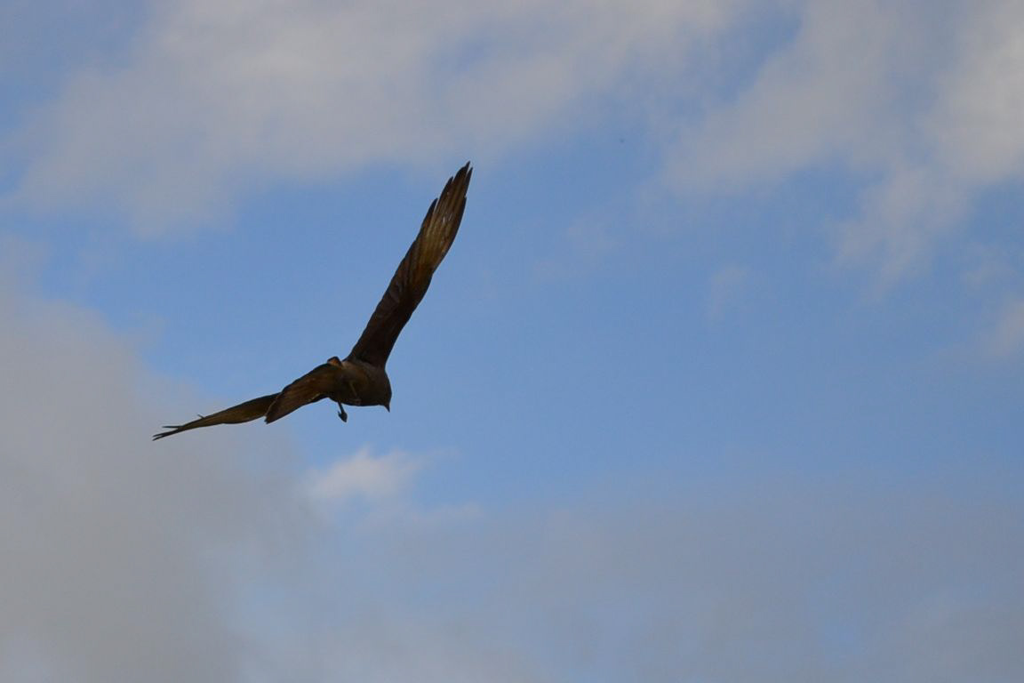 birds pajaros eagle