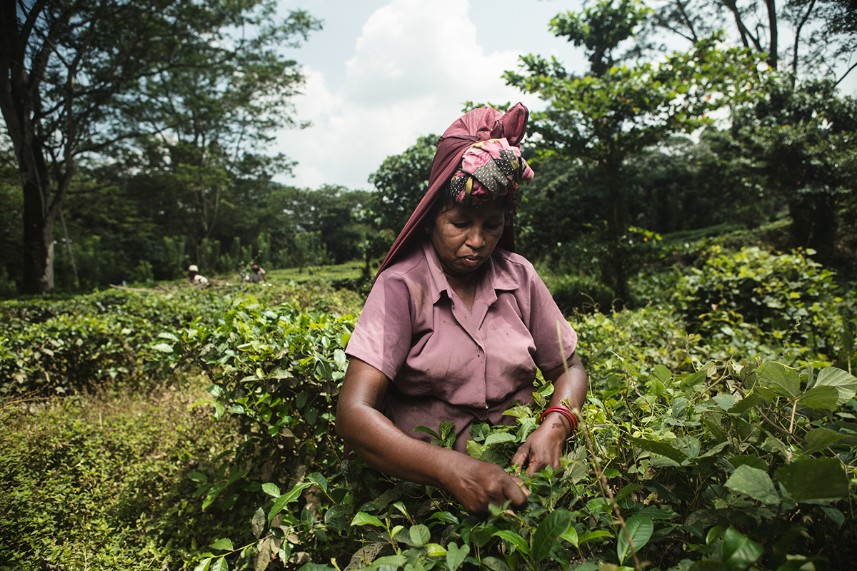 reportage Documentary  storytelling   portraits portrait strobist profoto Travel discovery Sri lanka tea Ceylon pluckers