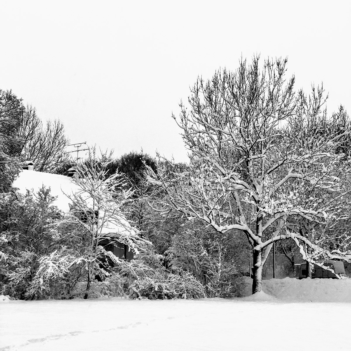 Adobe Portfolio winter snow munich bnw blackandwhite Zeiss iphone draw isar Tree  art