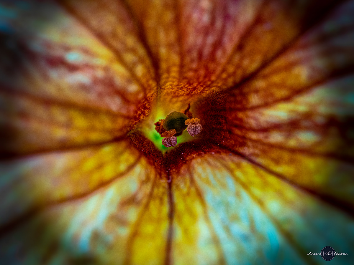 Flowers Giverny Heartflower macro macrophotography Nature