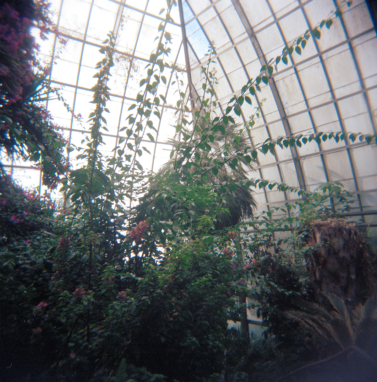 greenhouse plants bookarts handmade paper holga portra Book Binding film photography analog photography