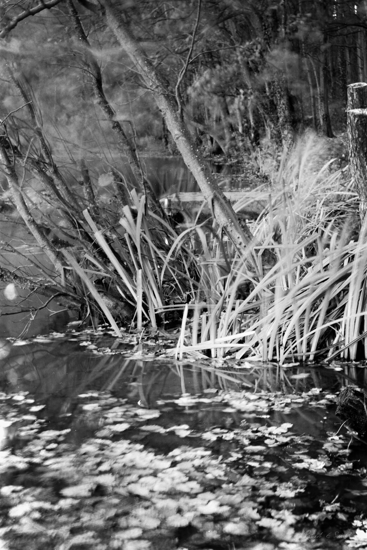 black and white camera Film   Landscape monochrome Nature photographer Photography  Tree  vintage