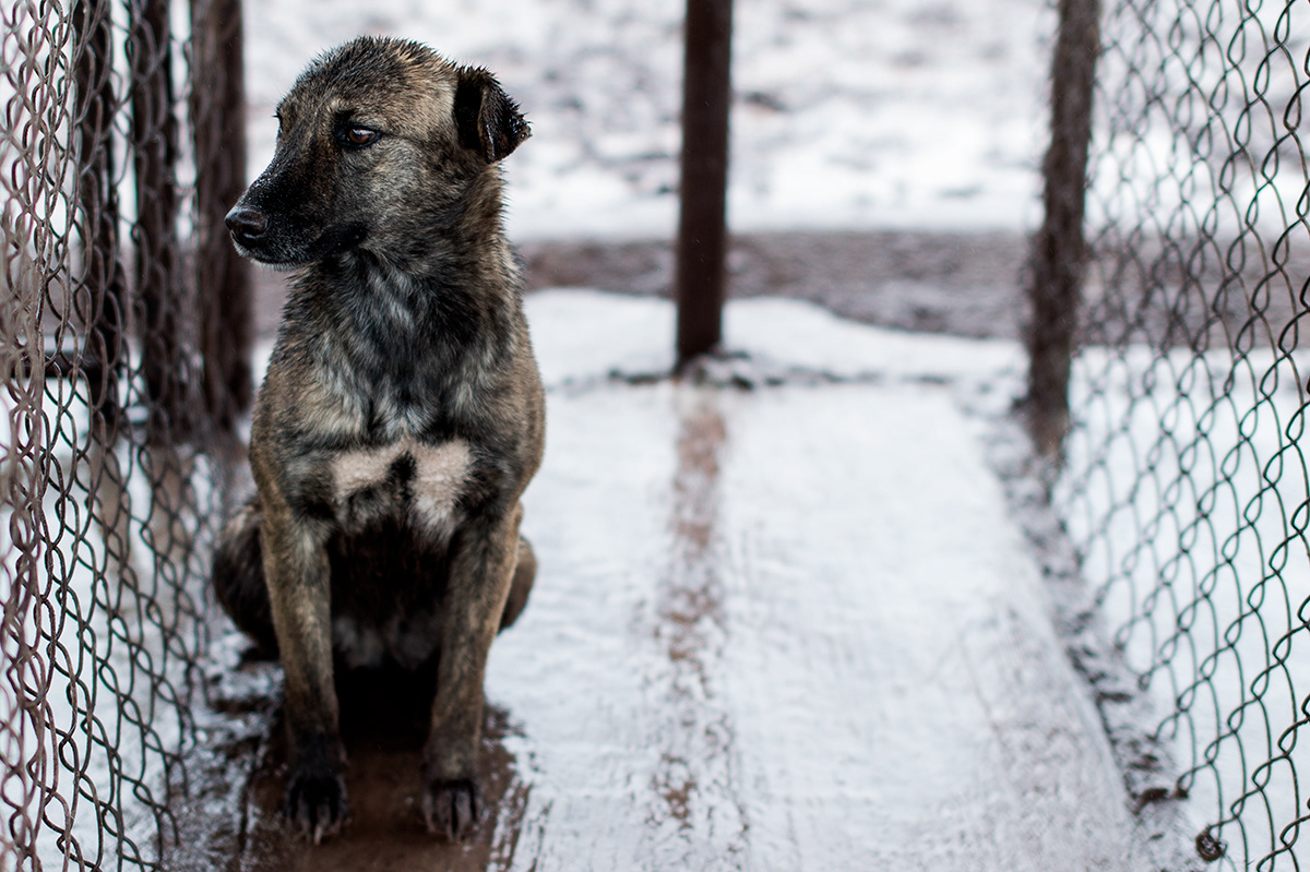 Documentary  shelter animals dogs