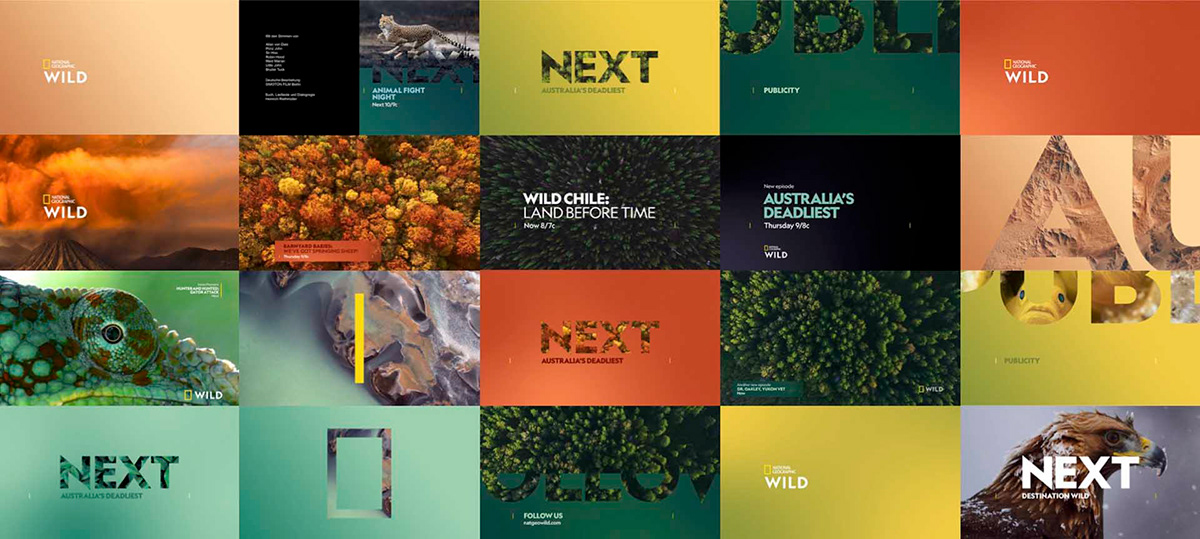 after effects motion graphics  branding  promax Nat Geo Wild animation  on air television tv branding flopicco