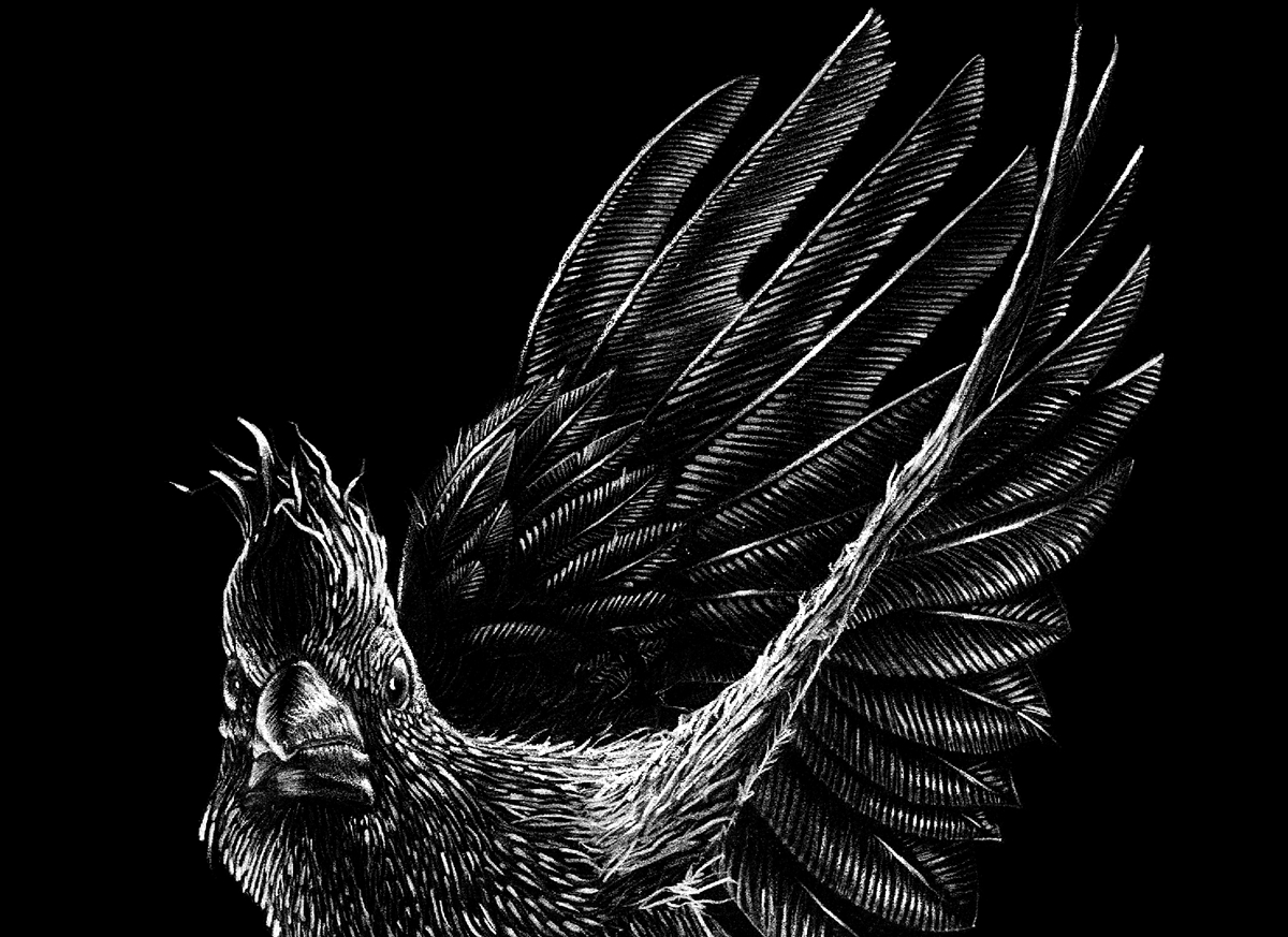 white charcoal pencil handraw birds feather black eagle owl duck