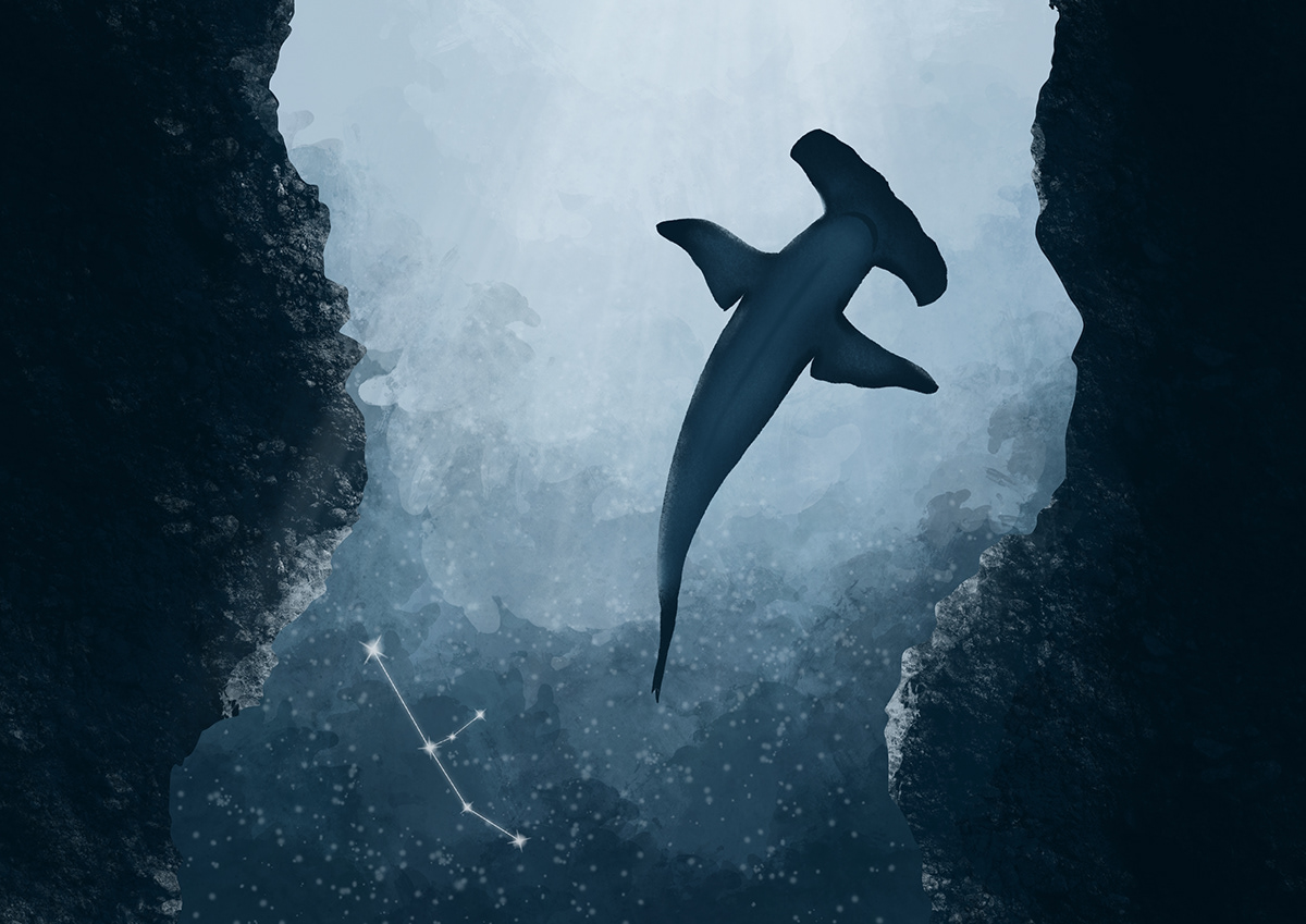 artwork constellation Digital Art  ILLUSTRATION  illustrations jellyfish Ocean octopus shark Whale