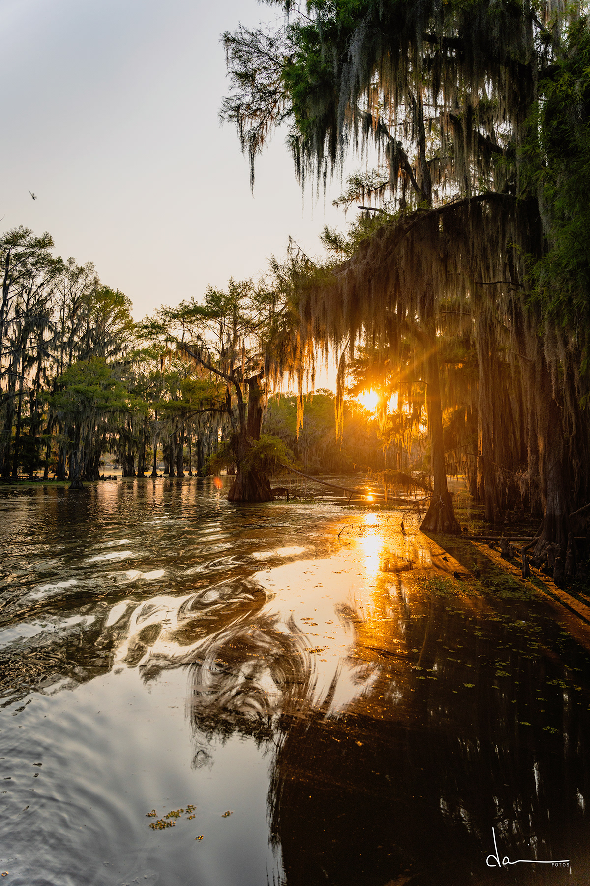 Caddo Lake cypress trees cypressswamp Outdoor Photography  spanish moss texas water