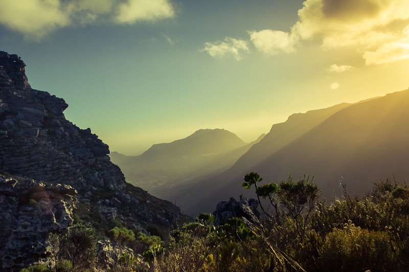table mountain south africa Landscape sunset Nature flower protea valley cape town Flowers