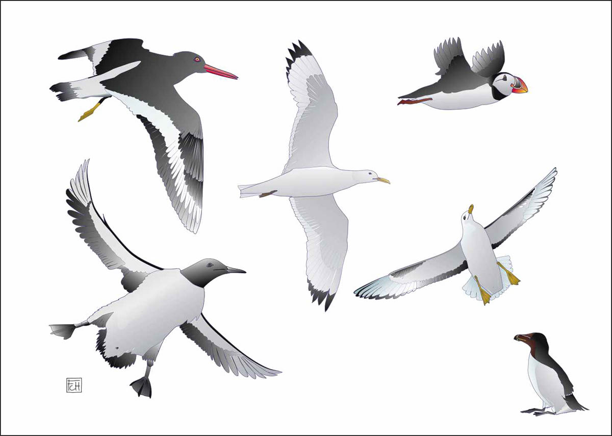 bird birds gull seagull oiseau oiseaux mer