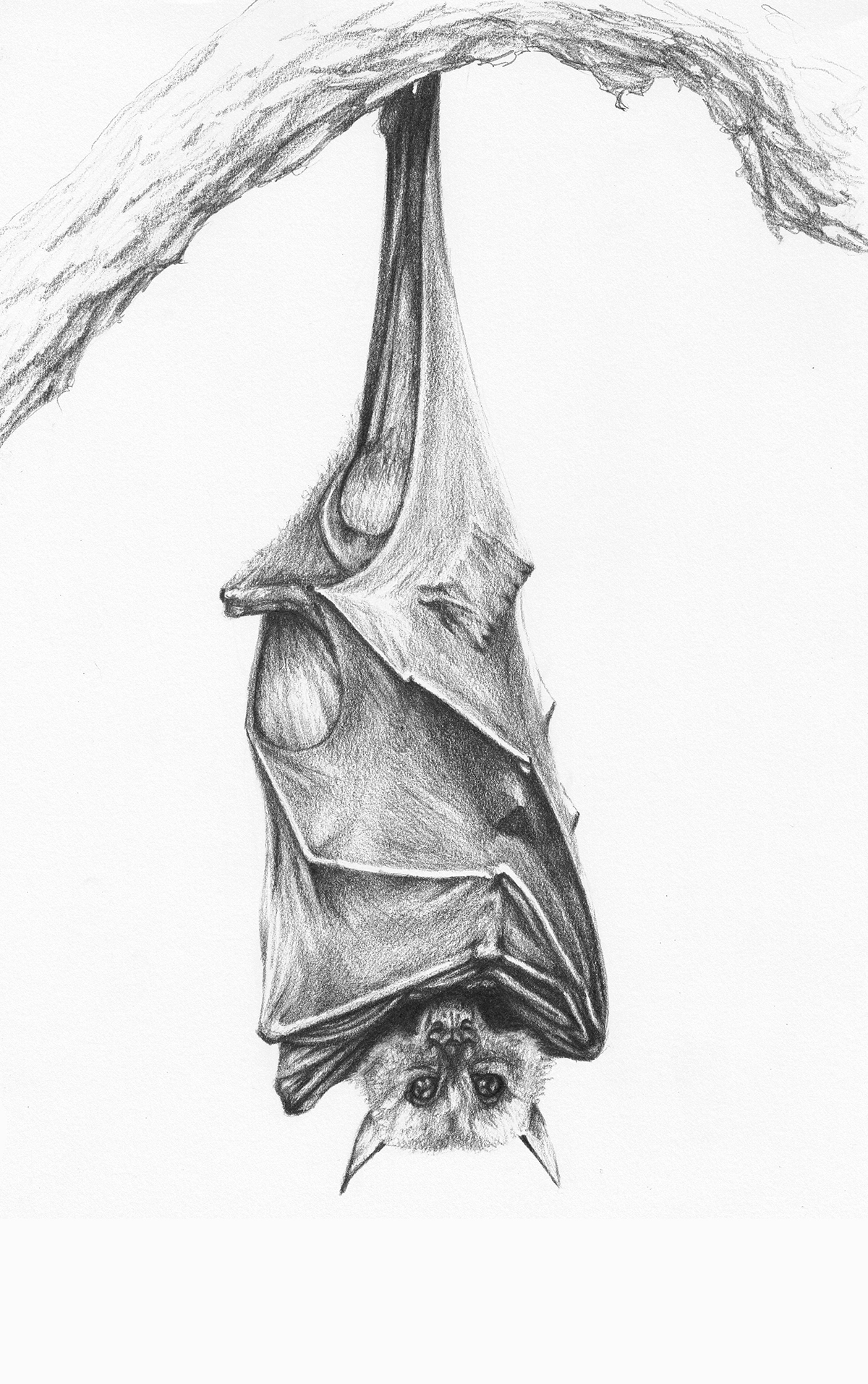Bat pencil drawing on Behance