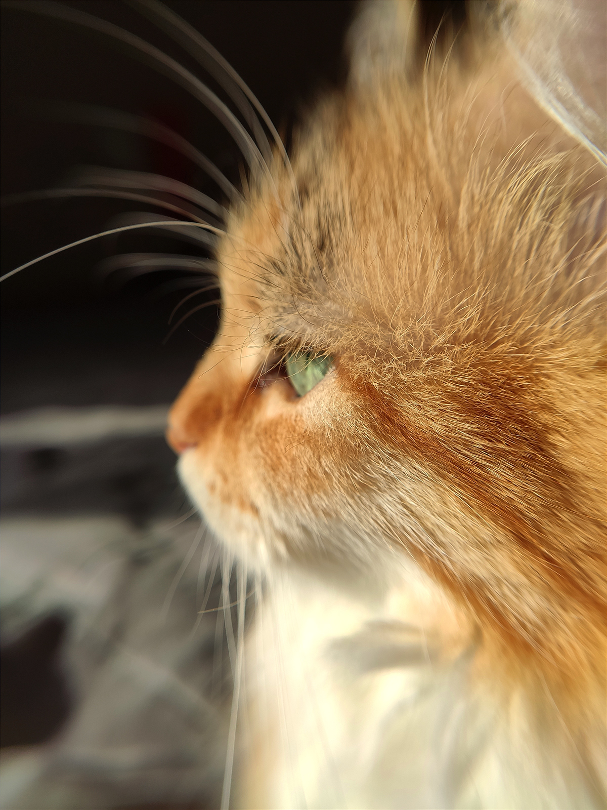 Cat animal Photography 