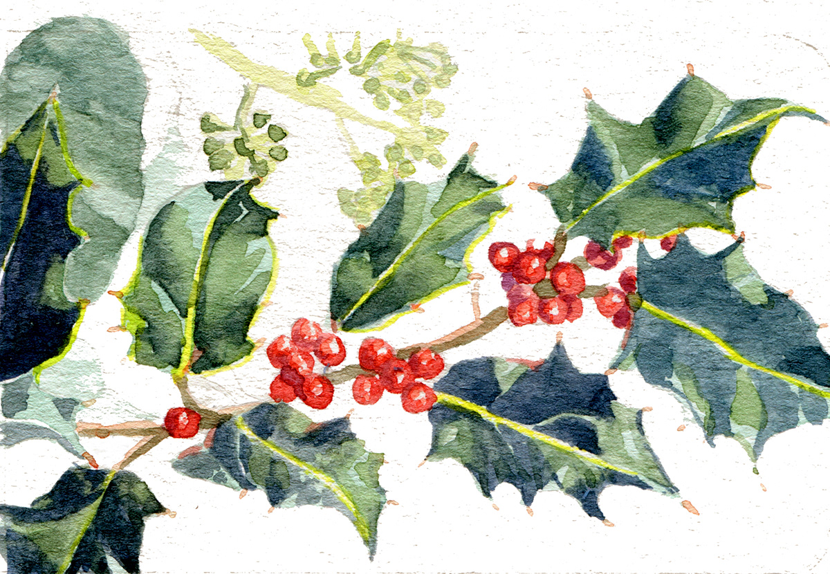 Christmas watercolor ILLUSTRATION  Nature botanic