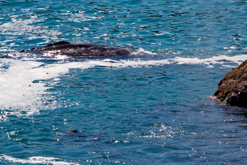 whales gray whales Ocean OR coast